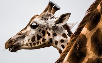 the gathering chester 3 sleeps 14 very close to city centre racecourse within walls