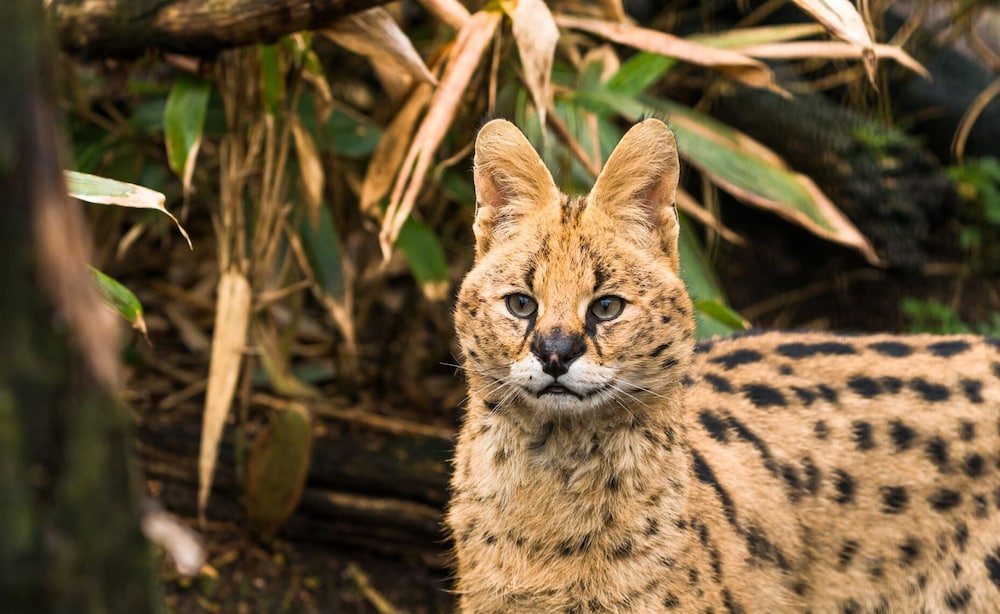 the gathering chester 3 sleeps 14 very close to city centre racecourse within walls