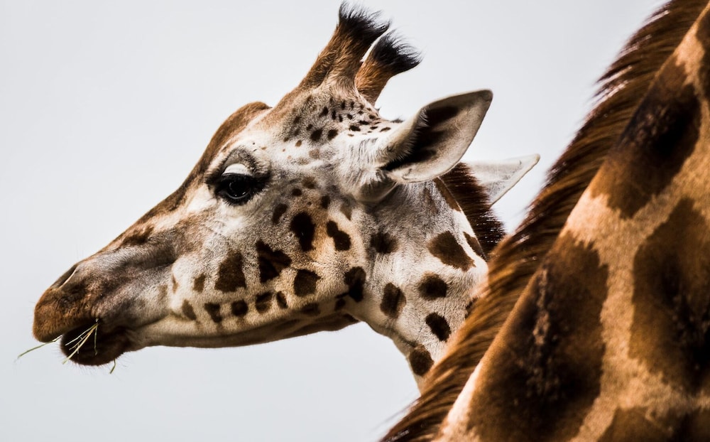 the gathering chester 3 sleeps 14 very close to city centre racecourse within walls