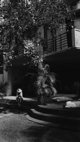 the surf motel