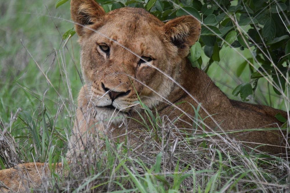 shishangeni by bon hotels