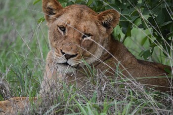 shishangeni by bon hotels