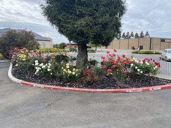 Oasis Inn Sacramento - Elk Grove,California>>Sacramento,2 star