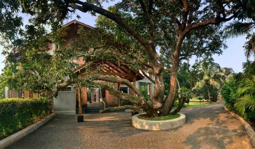 ama stays and trails the mango house alibag