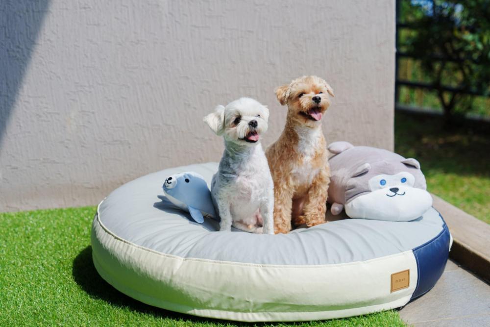 jeju frame spavill pension