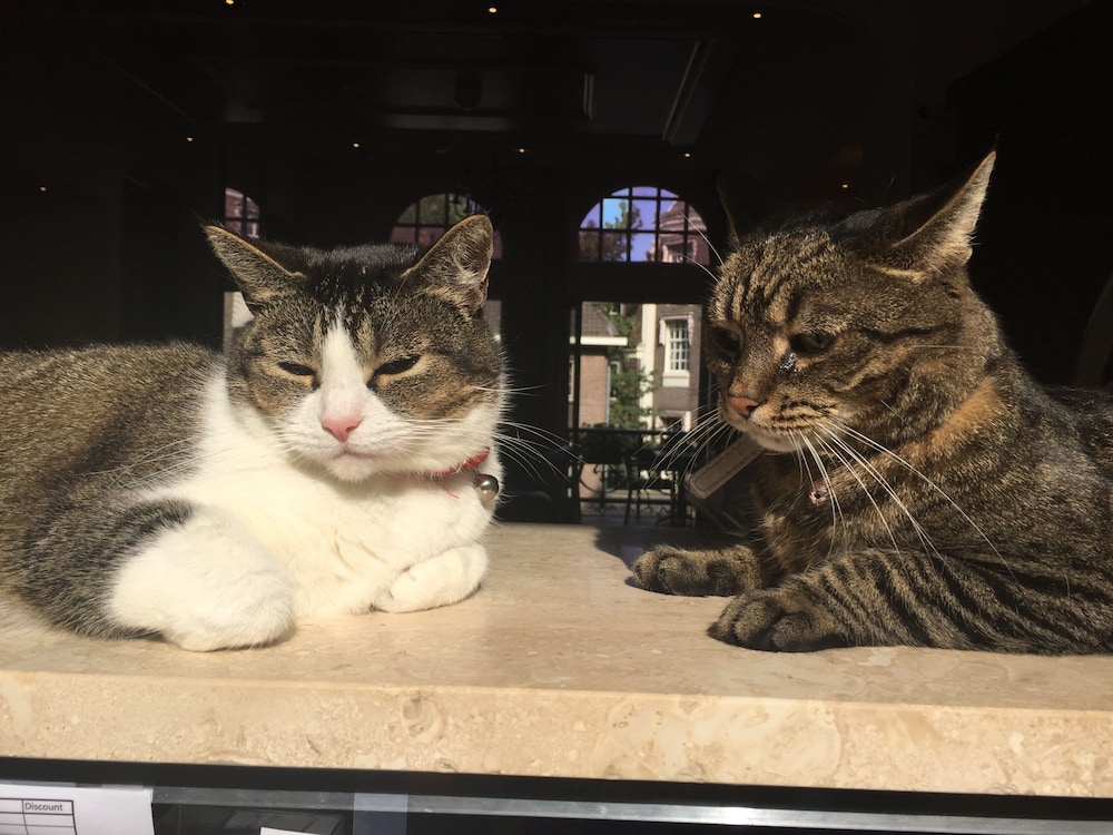 hotel clemens amsterdam