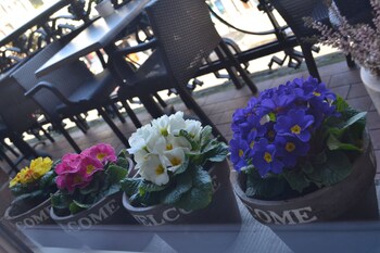 hotel clemens amsterdam