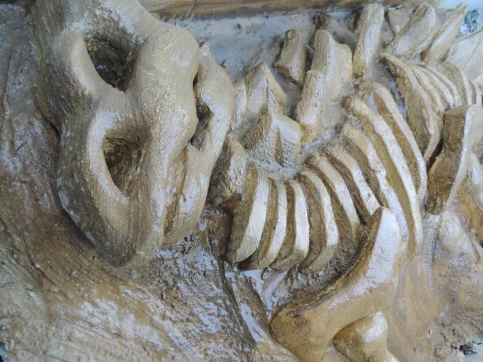 hotel recanto dos dinossauros