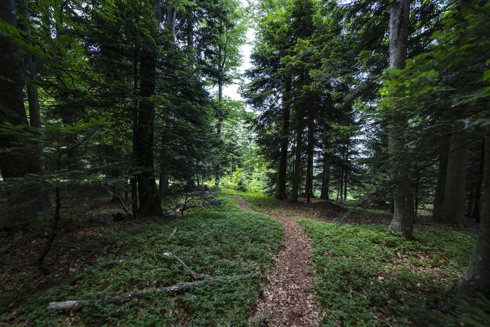 pohorje village resort forest hotel videc