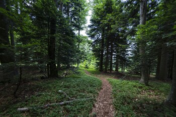 pohorje village resort forest hotel videc