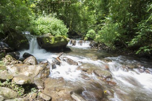 bosque de paz