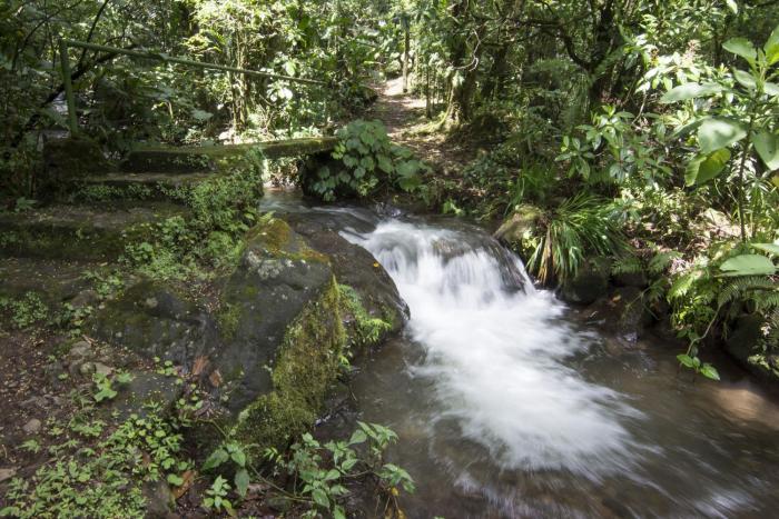 bosque de paz