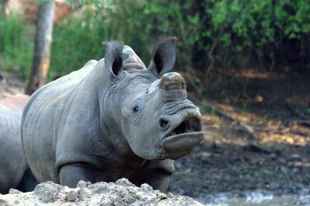 chisomo safari lodge