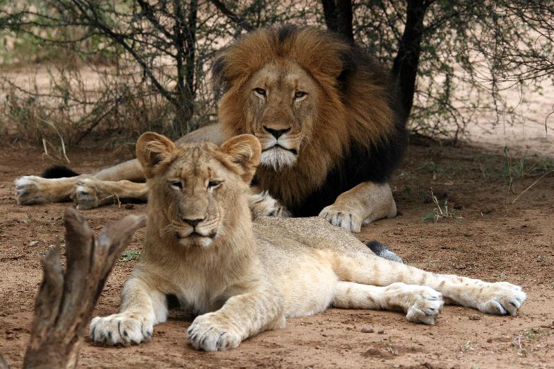 chisomo safari lodge