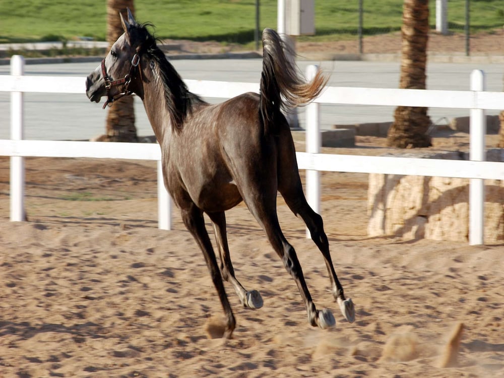 concorde el salam sharm el shiekh
