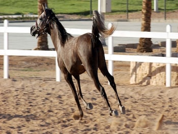 concorde el salam sharm el shiekh