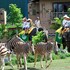 mara river safari lodge