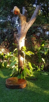 kuara pipa