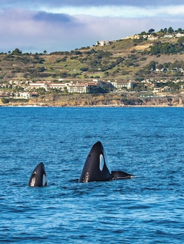 terranea resort