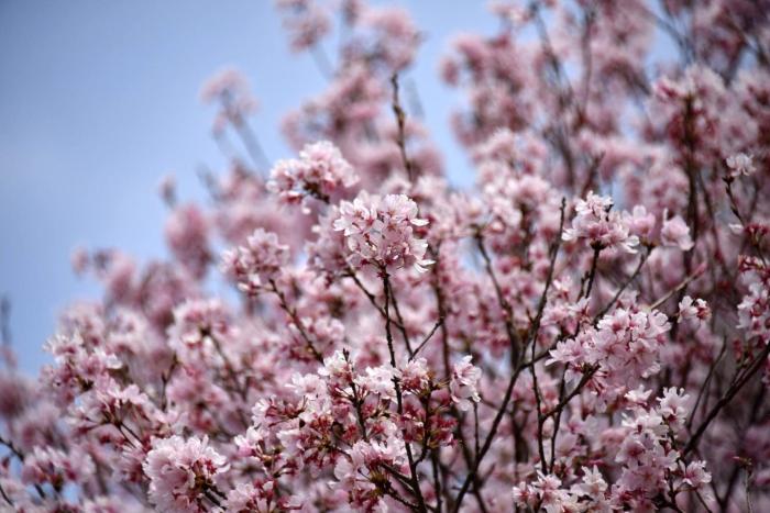 sotetsu fresa inn hamamatsucho daimon