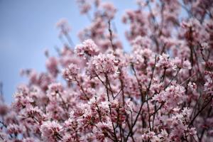 sotetsu fresa inn hamamatsucho daimon