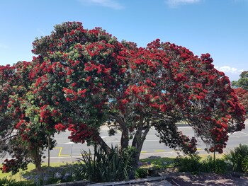 whangaparaoa lodge motel