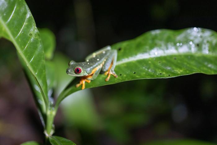 arenas del mar beachfront and rainforest resort