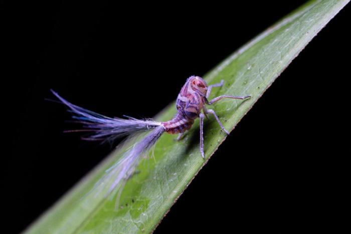 arenas del mar beachfront and rainforest resort