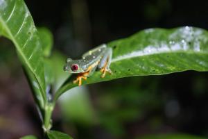 arenas del mar beachfront and rainforest resort
