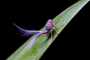 arenas del mar beachfront and rainforest resort