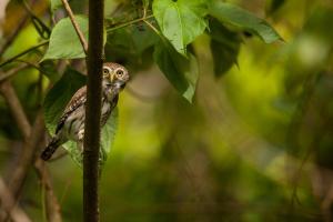 arenas del mar beachfront and rainforest resort