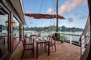 orchid trendy cruise