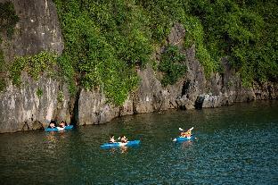 orchid trendy cruise