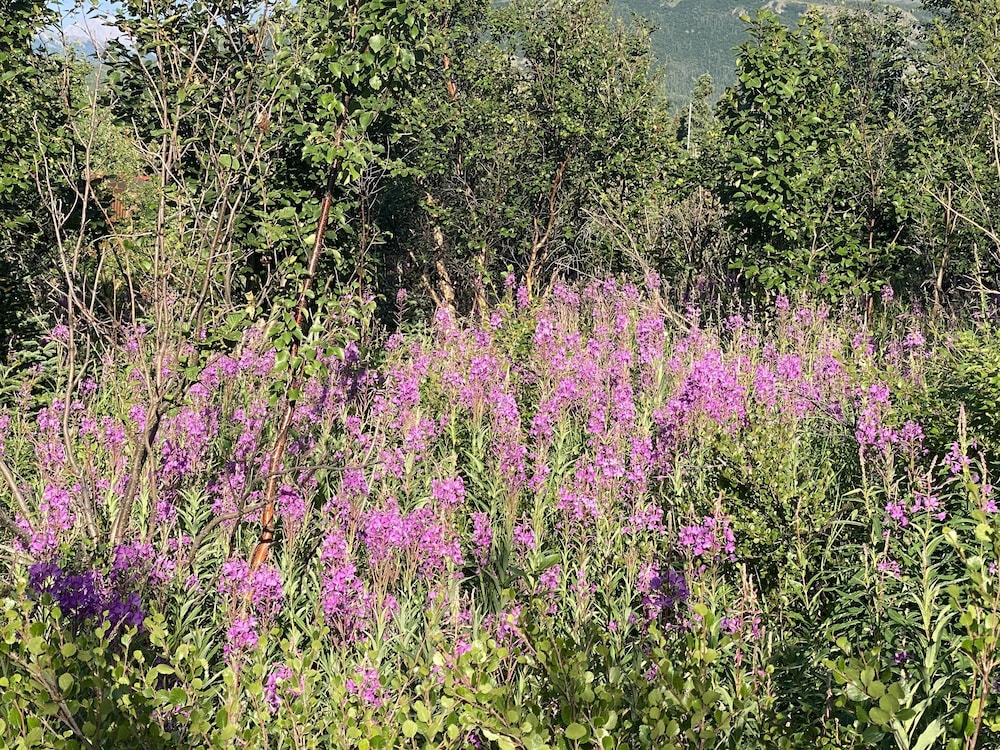 denali rv park and motel