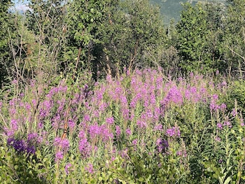 denali rv park and motel