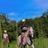 curubande
