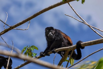 cano negro natural lodge