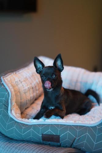 clarion hotel the pier