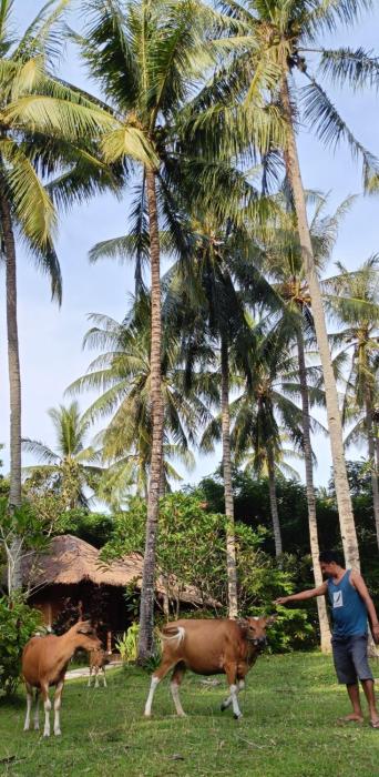 lendang eco lodge