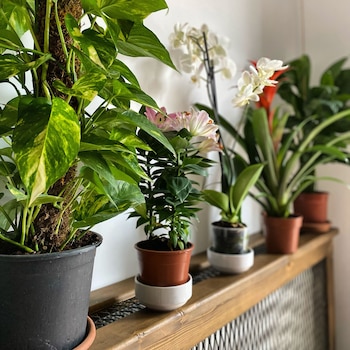 Pashahan Hotel,,0 star