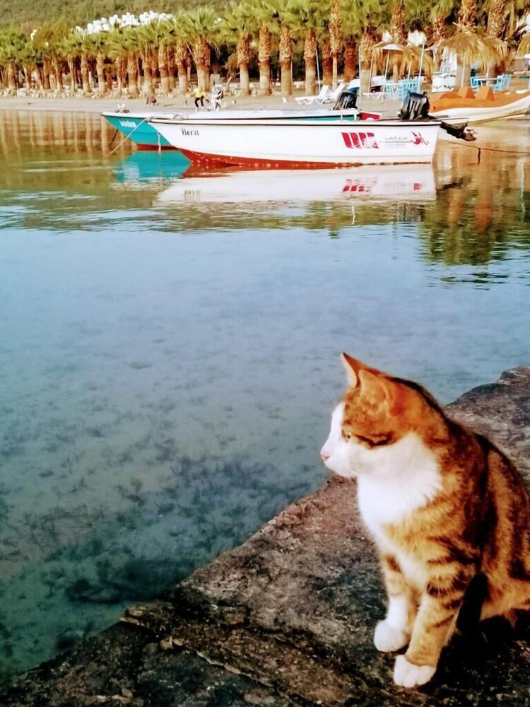 milas