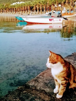 Antique Iasos Butik Otel,,0 star