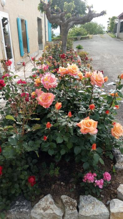 la vigneronne