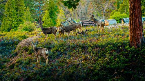 genas sierra inn and restaurant