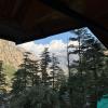 blue star homestay kasol