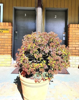 young goldrush motel