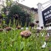 the wayside inn bed and breakfast