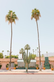 les cactus