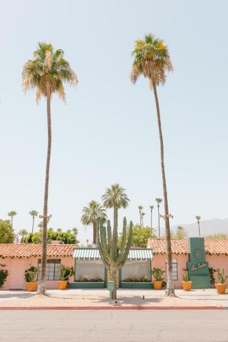 les cactus