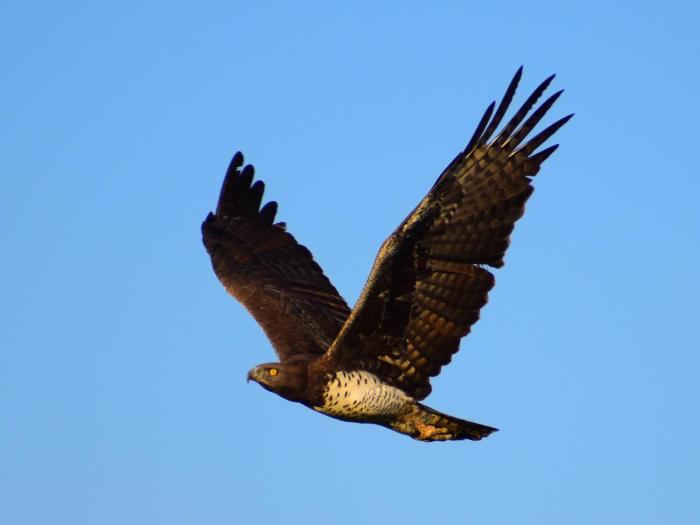 lake elmenteita serena camp